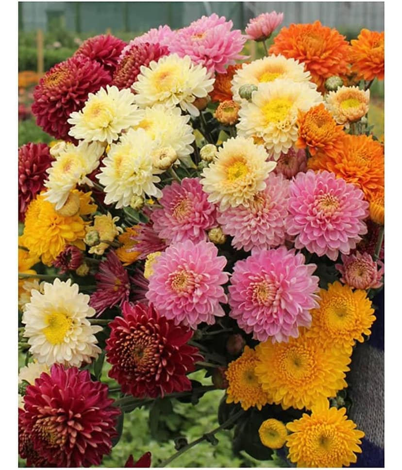 homeagro - Chrysanthemum Flower ( 50 Seeds )