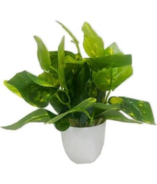 Saf MONEY PLANT LEAVS Green Greens With Pot Plastic - Pack of 1