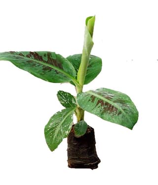 Cloud Farm Outdoor Fruit Plant ( Pack of 1 )