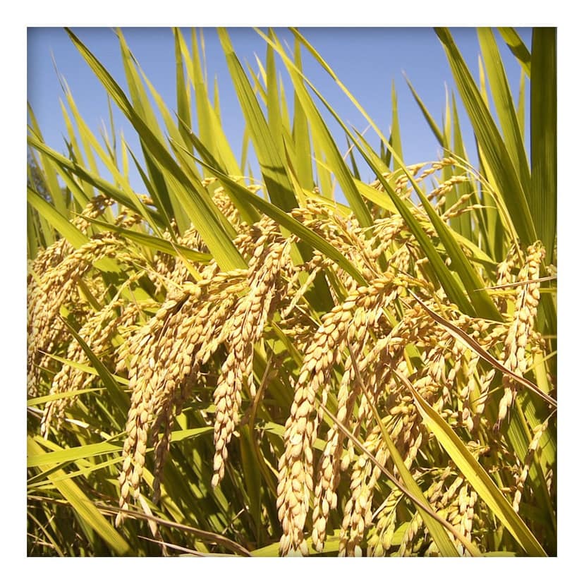 Premium Aromatic Rice (Kaali Bhog) 500 Gms view 3
