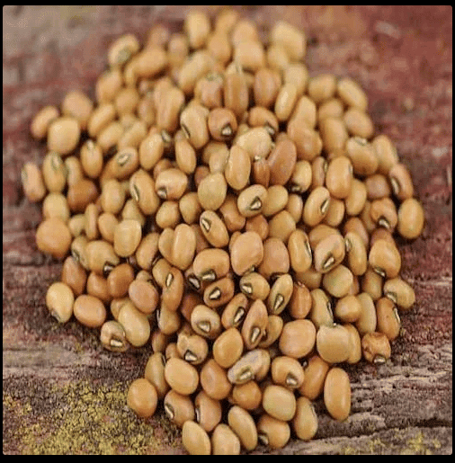 Red Cow Pea view 3