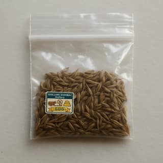 GOLLORI DOMBAI Gallery's cumin seeds