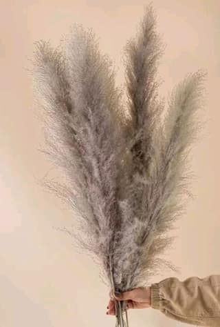 Nataral Dry Flowers 10 Sitck Home Decorartificial Dry Flowers