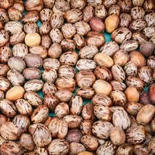 CASTOR SEED BULK