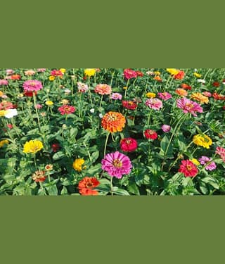 HN organic seed - Zinnia Mixed Flower ( 20 Seeds )
