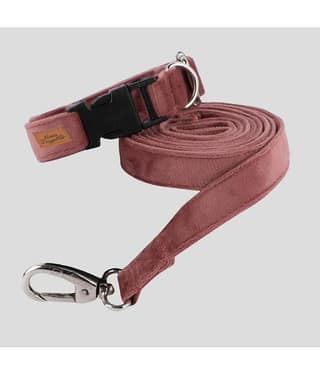 NUEVOS DOGGADIL - Black Collar ( X-Small )