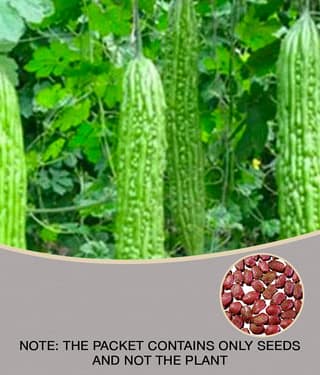 15 Seeds of High Yield Bitter Gourd Pali F1 Hybrid Green Long for Terrace Balcony Kitchen Poly House Gardening