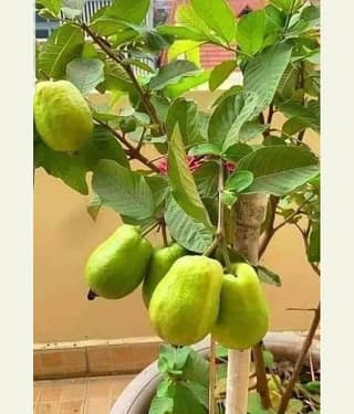 Cloud Farm Outdoor Fruit Plant ( Pack of 1 )