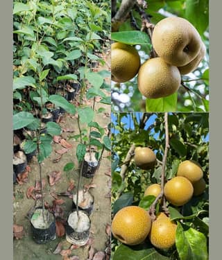 Cloud Farm Outdoor Fruit Plant ( Pack of 1 )