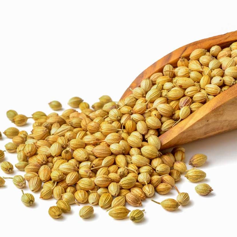 Coriander view 3