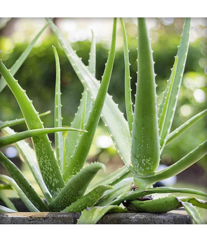 Ekgaon Aloe Vera Powder 100 gm view 4