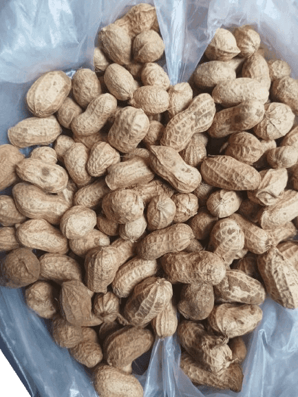 Premium Raw Groundnuts (Peanuts) view 3