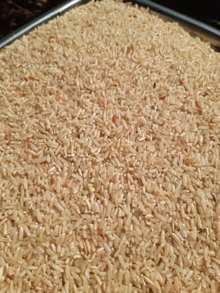 Indrayani Unpolished Rice (Haatsadi) | Naturally Nutritious | Everyday Cooking