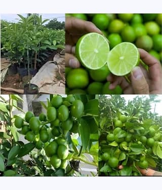 Cloud Farm Outdoor Fruit Plant ( Pack of 1 )
