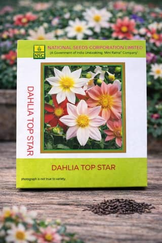 NSC Dahlia Top Star 10 g