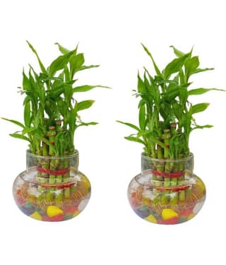 Green plant indoor - Green Wild Artificial Flowers With Pot ( Pack of 2 )