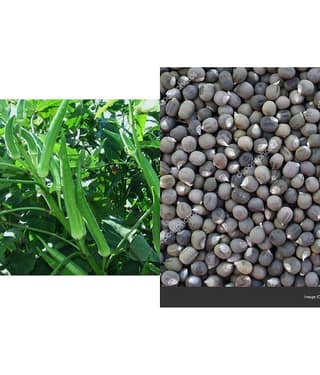 Lady Finger or Bhindi Hybrid ( 50 - Seeds ) for Terrace Kitchen Balcony Gardening