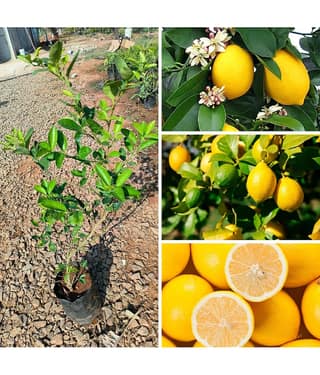 Cloud Farm Outdoor Lemon Fruit Plant Pack of 1