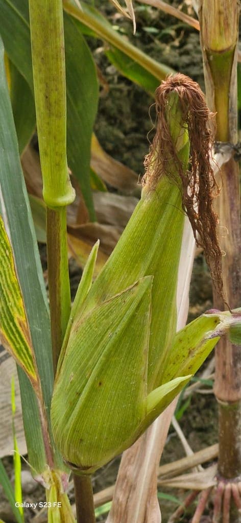 Maize view 3