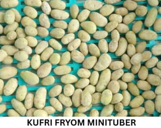 NSC Potato (Kufri FryoM Minitubers), 1 Kg (Bulb) Bag