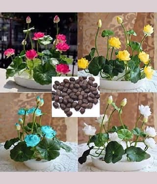 homeagro - Lotus Flower Seeds (Pack of 20)