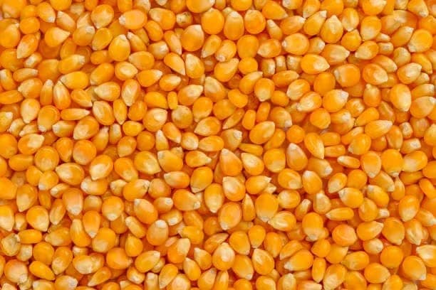 Maize view 3