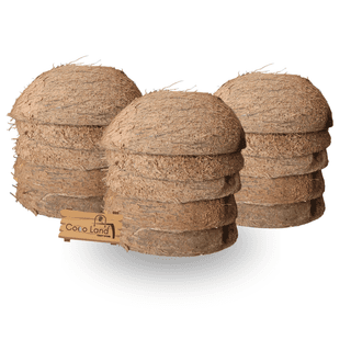 Coco Land Coconut Shell Natural Oval Pot (LARGE SIZE Pack of 30) 250 ml Decorative Pots/Showpieces/Candle Making Bowl /Handicraft/Agro Craft