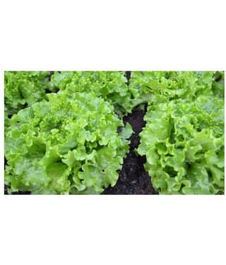 Matrix Hi- Yield Lettuce Seeds