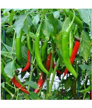 homeagro - Chilli Vegetable ( 50 Seeds )