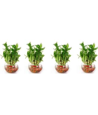 Green plant indoor - Green Wild Artificial Flowers With Pot ( Pack of 4 )