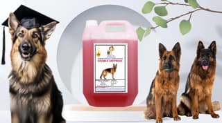 Swacch Shampoo Specially Formulated for German Shepherd (5 Litre) Jasmine