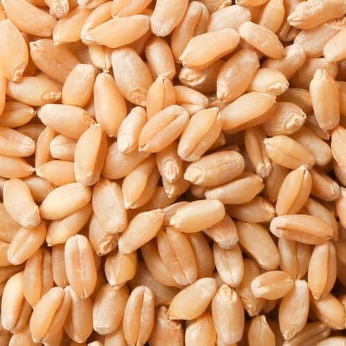Wheat/Gehu view 3