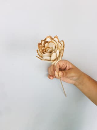 Almond Sola Flower (5pcs)