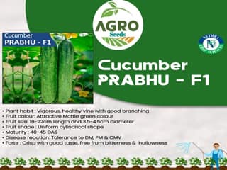 Agro Seeds Vegetable Cucumber F1 Hybrid Seeds Fresh Healthy Seed in Your Garden Perfect for Home & Terrace