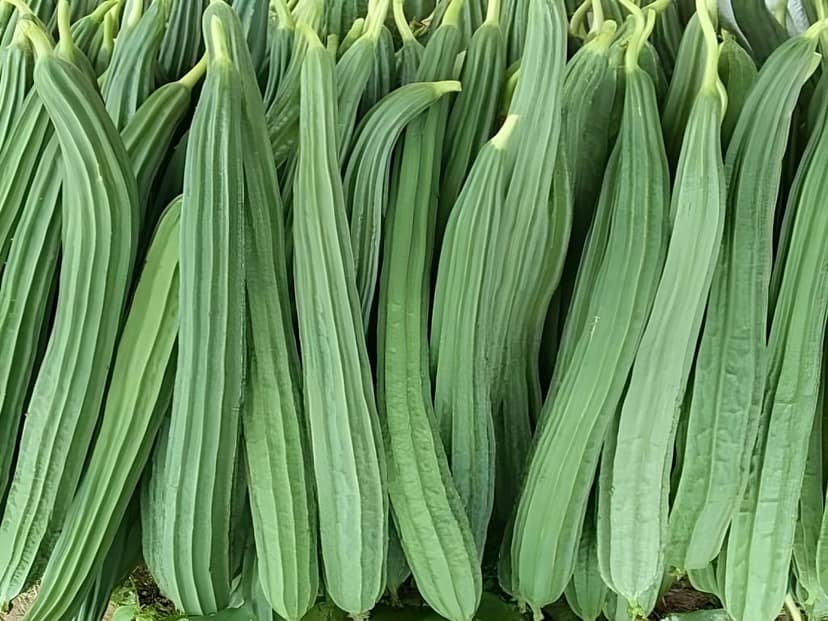 Agro Seeds Ridge Gourd 25 + Vegetable Seeds for Home Garden, 0rganic & Hybrid, Perfect for Home Gardening, Planting For Pots and Patio view 2