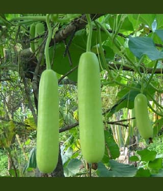 Jignisha Seeds Hybrid Lauki Vegetable ( 20 Seeds )