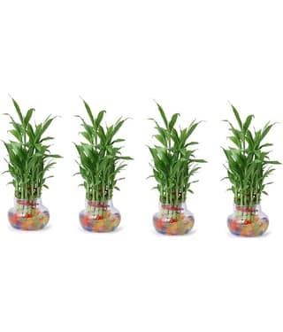Green plant indoor - Green Wild Artificial Flowers With Pot ( Pack of 4 )