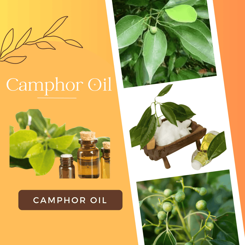 Premium Camphor Essential Oil - 100% Pure and Natural for Hair Care view 5