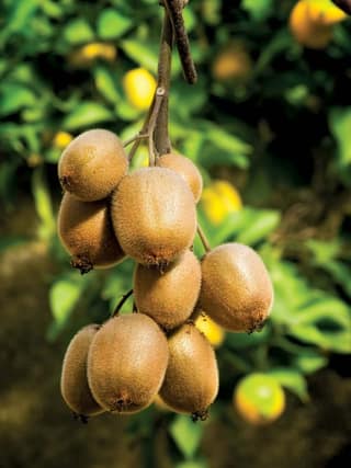 Kiwi
