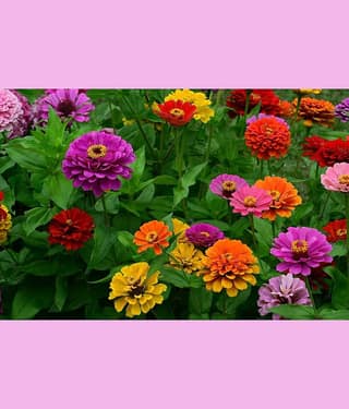 homeagro - Zinnia Mixed Flower ( 20 Seeds )