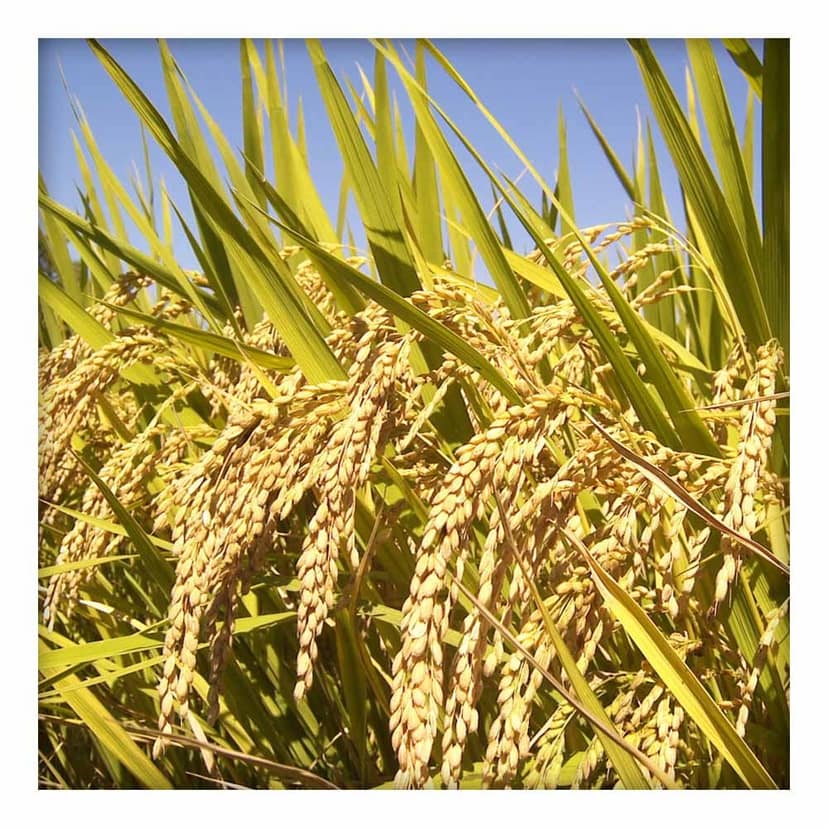 Premium Aromatic Rice (Javaphool Rice) 1kg view 4