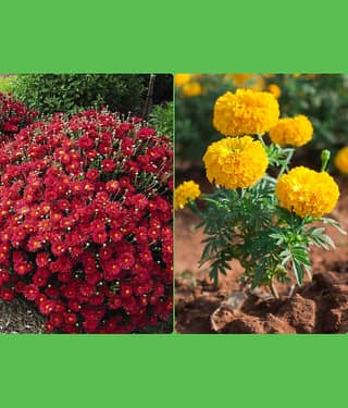 Homeagro Seeds Combo - Chrysanthemum Flower ( 50 seed ) and petunia Hybrid flower mix ( 50 seed)