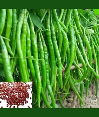 homeagro Green Chilli Vegetables Seeds (Pack Of 5