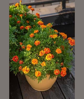 homeagro - Marigold Flower ( 50 Seeds )
