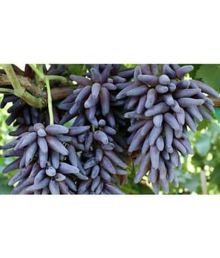 10 Seeds Witch Finger Grape Vine Seeds Juicy Fruit Seeds