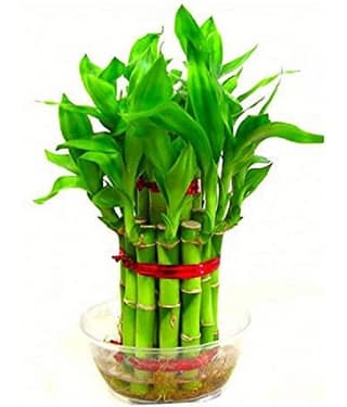 Green plant indoor Indoor Bamboo Plant ( Pack of 1 )