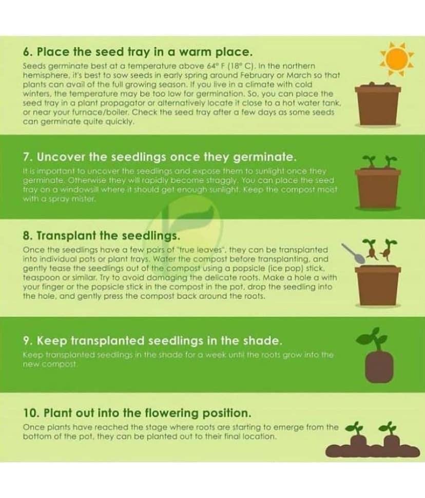 Petunia Flower Best Quality Premium Hyrbrid seeds (Pack of 50 ) + Guava seed free ( 10 seed ) view 2