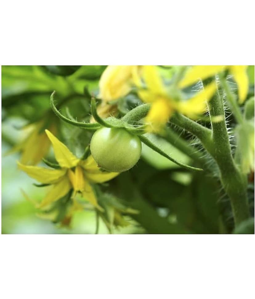 Desi Variety Tomato Seeds - Pack of 50 Seeds view 2