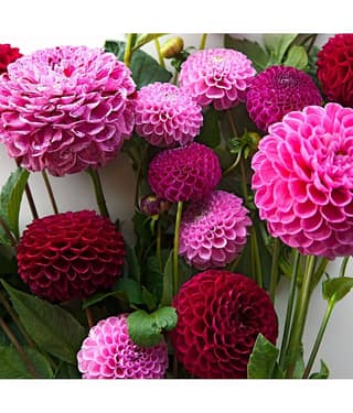 HN organic seed - Dahlia Mixed Flower ( 25 Seeds )