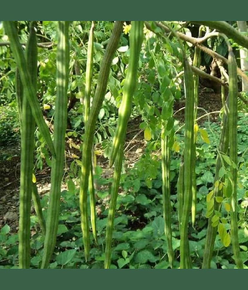 Jignisha Seeds Organic Drumstick Vegetable ( 20 Seeds )